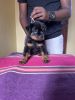Banglore Rottwei Indian champions puppies available with KCI microchip