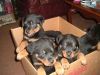 Rottweiller puppies for sale