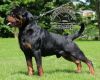 Import parents heavy size Rottweiler puppy’s for show homes