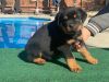 8 weeks old Rottweiler Puppies Available