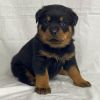 Female Rottweiler puppy available 8 weeks old