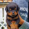Female Rottie 8 weeks old available