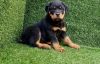 Gorgeous Rottweiler puppies for sale