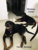 Looking for new home ( Rottweiler)