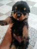 Want to sell my 9 rottweiler puppies