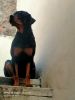 Rottweiler 1.3 years dog for sale