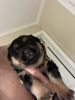 Selling pure breed Rottweiler puppies