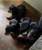 Rottweiler Puppies for sell