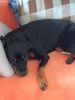 Pure breed rottweilers 11 months female
