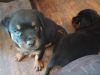Two Rottweiler puppies need homes.