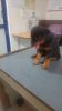 ROTTWEILER PUPPIES FOR SALE !!