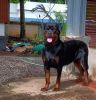 Top Quality rottweiler