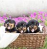 Male and female Rottweiler puppies for sale or adoption