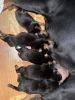 Akc Rottweilers puppies