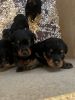 Rottweiler Pups will be ready by Christmas