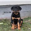 AKC Rottweiler puppies come with health certificat xxxxxxxxxx