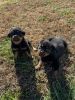 AKC - Registered Rottweiler Puppies for sale