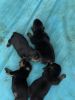 Pure Bred German Rottweiler Puppies