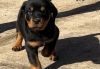 Rottweiller puppies available now