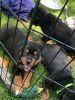 A free puppies they are Rottiweiler we can’t keep 4 puppies sadly