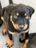 Sky -7 weeks old Rottweiler puppies for sale in Annandale, VA