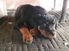 Rottweilers 6 Months Old
