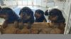 Beautiful AKC Rottweiler pups