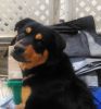 1 year old rottweiler for sale