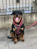 Selling my Rottweiler