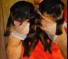 Full blooded German Rottweiler puppies