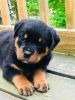 50% Off Special little Rottweiler puppies