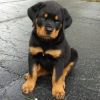 Purebred Rottweilers Puppies Available