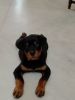 Good quality Rottweiler male puppy