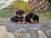 adorable german rottie puppies