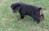 German Rottweiler puppies for sale.