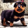 Rottweiler new born pups pure for sale