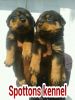 good quality rottweiller puppys for sale