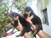 rottweiler pups for sale