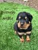 Rottweilers AKC
