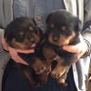 Rottweiler puppies for you