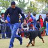 Pure Rottweiler puppies available