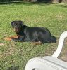 Beautiful 6 month puppy for sale