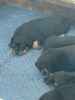 AKC Rottweiler Puppies