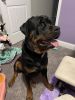 Full breed german rottweiler 3 years old akc registered with papers l