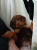 Red Rottweiler puppies