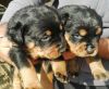 25 Days Old Pure Breed Rottweiler Puppies