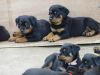 ~!*Chunky Rottweiler Puppies For Sale~!*
