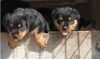 8 Week Old Female and Male Rottweiler Puppies
