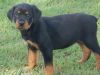AKC registered Rottweiler puppy for sale