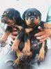 Month old healthy Rottweiler Puppies for sale